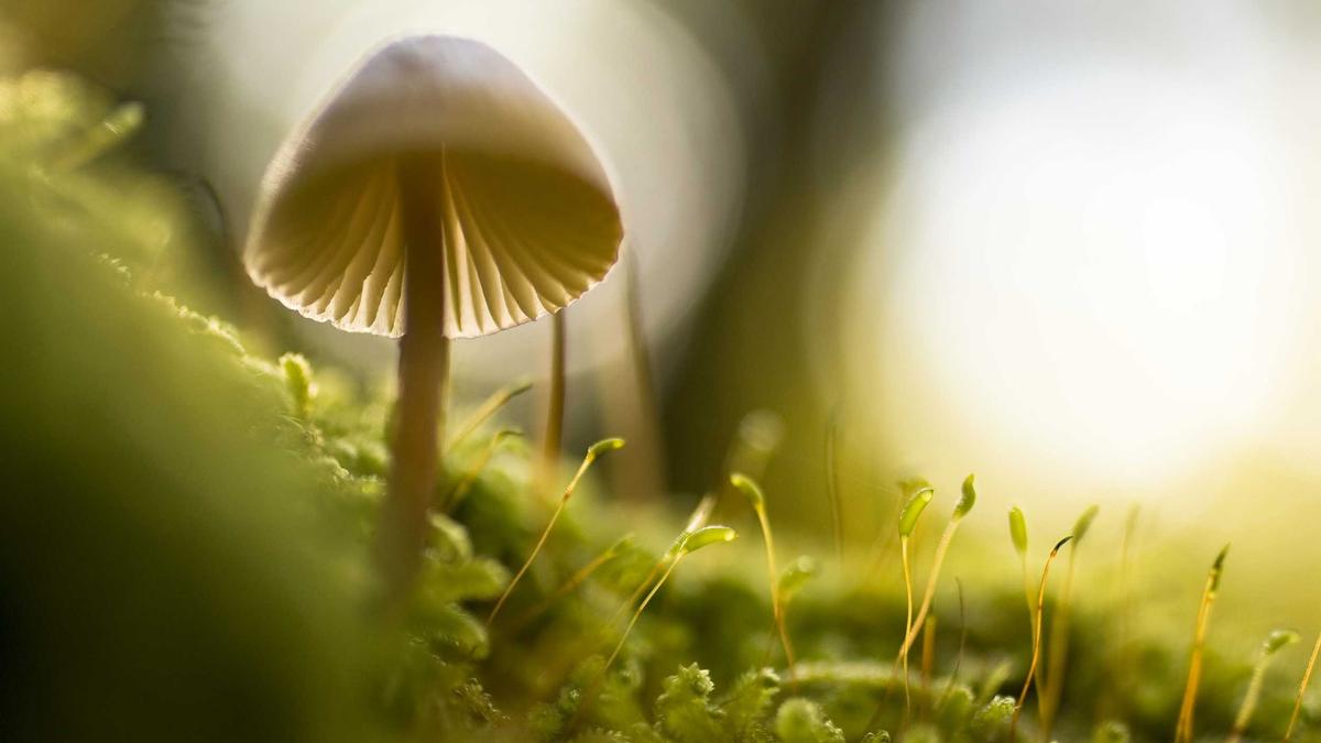 Cohere가 Aleph Alpha 인수 합병 — 양국 정부 축복받은 'Sovereign AI' $20B 거인 탄생 차트 — 핵심 지표 비교