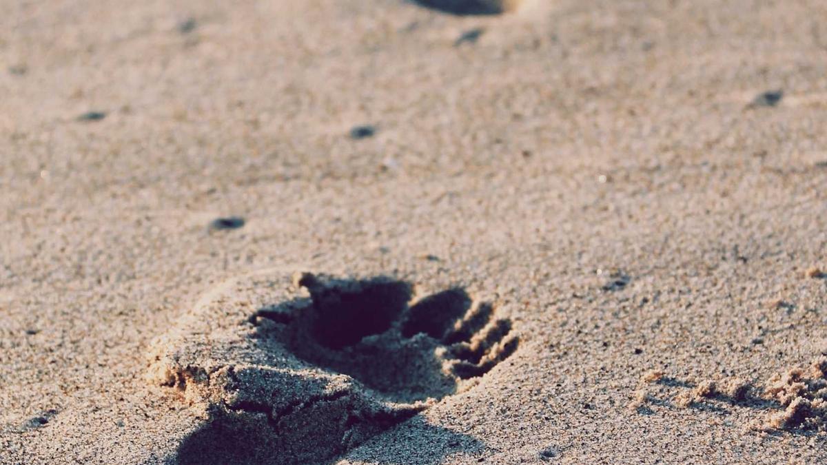 davila7/claude-code-templates — Claude Code 설정·모니터링 CLI, 26.1k 스타 스크린샷 — 데모 화면