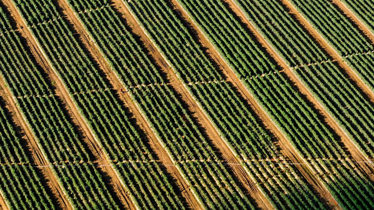 abhigyanpatwari/GitNexus — 브라우저에서 도는 zero-server 코드 인텔리전스, 32.5k 스타 스크린샷 — 데모 화면